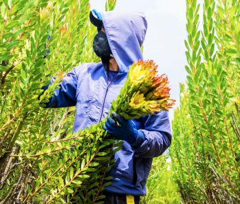 La Gold Strike en el Día de San Patricio