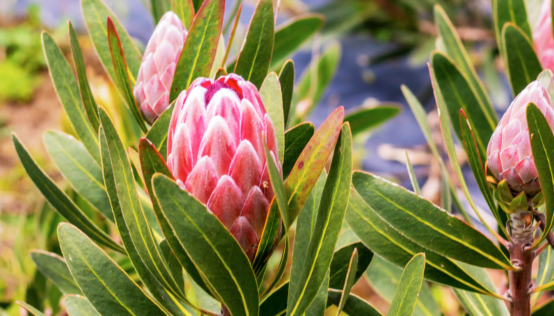 The symbolism and beauty of Protea Pink Ice at graduations