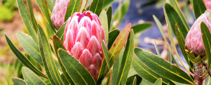 The symbolism and beauty of Protea Pink Ice at graduations