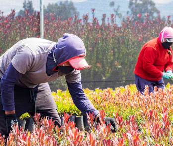 Tras Bastidores: Donde la excelencia florece en manos expertas